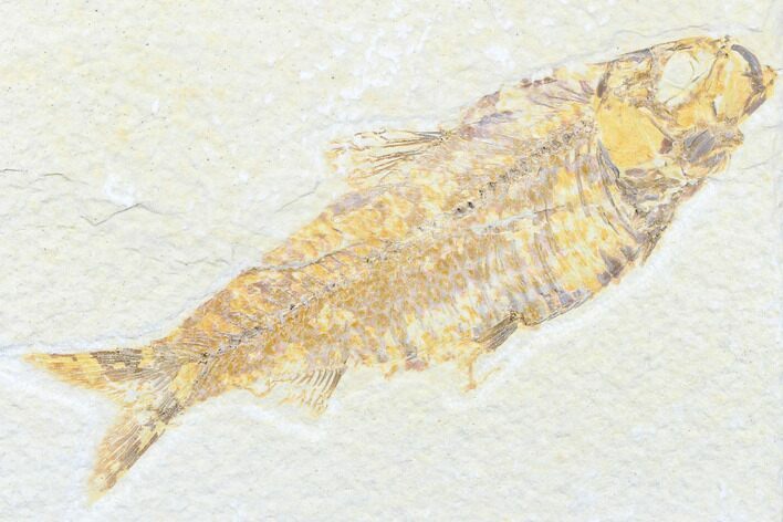 Detailed Fossil Fish (Knightia) - Wyoming #176397